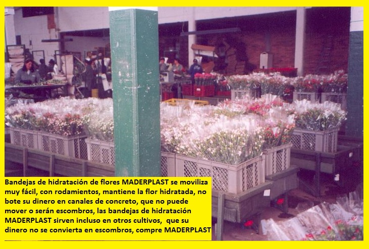 hidratación de flores cortadas poncheras bandejas cajas canaletas hidratar flores cosechas postcosecha hidratadas hidratar en canecas bandejas plásticas maderplast canales aspersión posetas 001 hidratación de flores cortadas poncheras bandejas cajas canaletas hidratar flores cosechas postcosecha hidratadas hidratar en canecas hidratación de flores cortadas poncheras bandejas cajas canaletas hidratar flores cosechas postcosecha hidratadas hidratar en canecas bandejas plásticas maderplast canales aspersión posetas 001 bandejas plásticas maderplast canales aspersión posetas 001